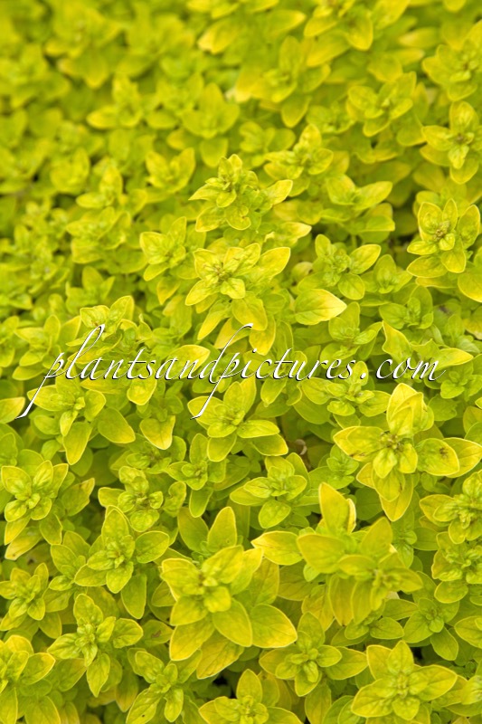 Origanum vulgare ‘Thumble’s Variety’