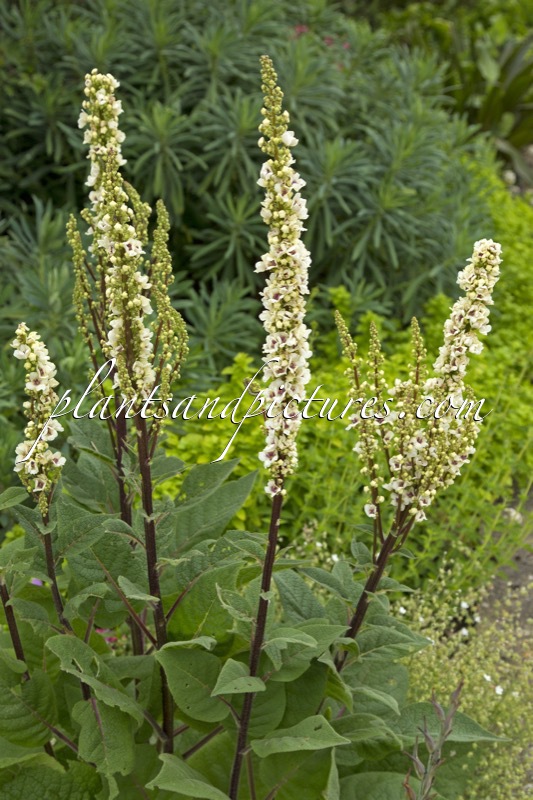 Verbascum chaixii ‘Album’
