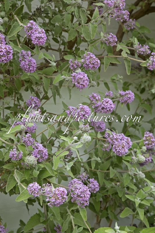 Buddleja crispa