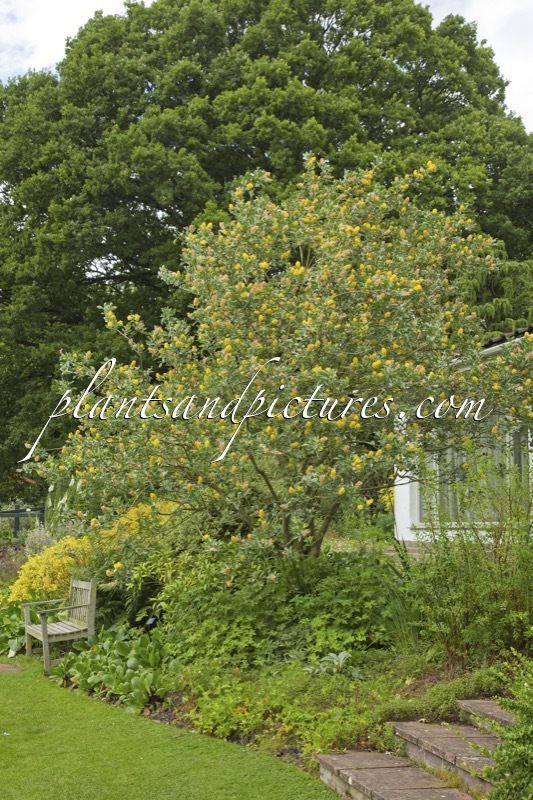 Argyrocytisus battandieri