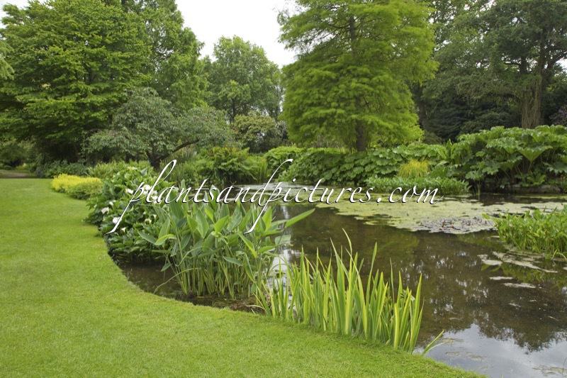Beth Chatto Gardens