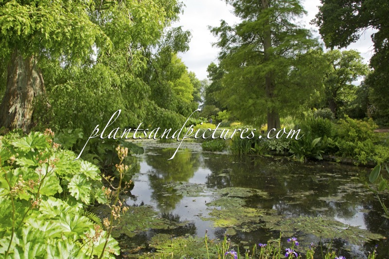 Beth Chatto Gardens