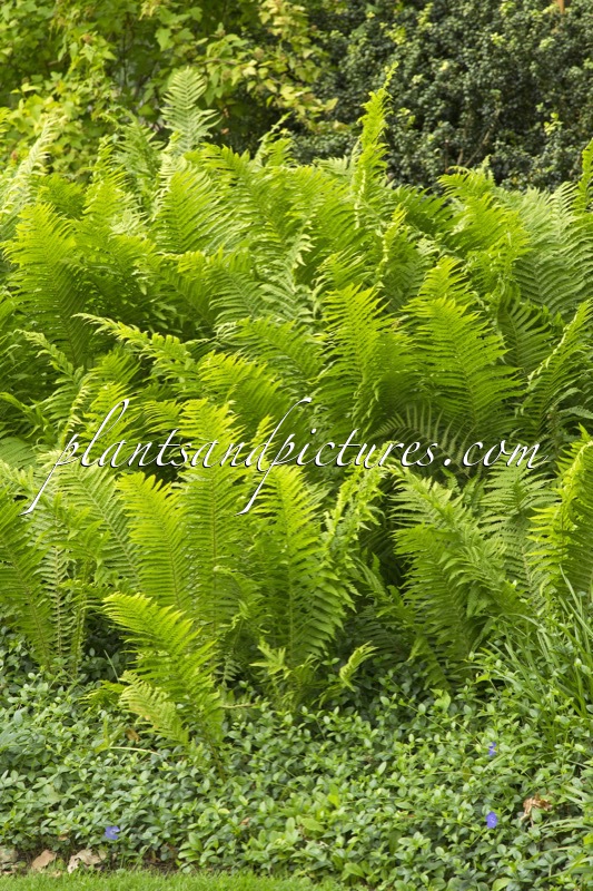 Matteuccia struthiopteris