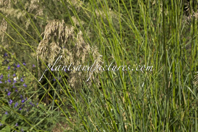 Ampelodesmos mauretanicus