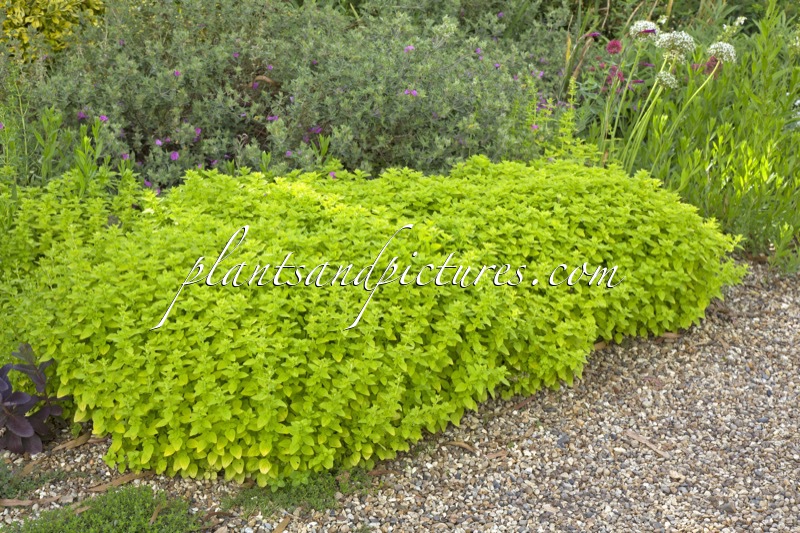 Origanum vulgare ‘Thumble’s Variety’