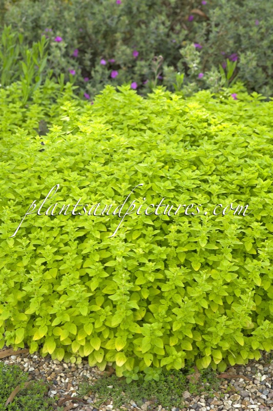 Origanum vulgare ‘Thumble’s Variety’