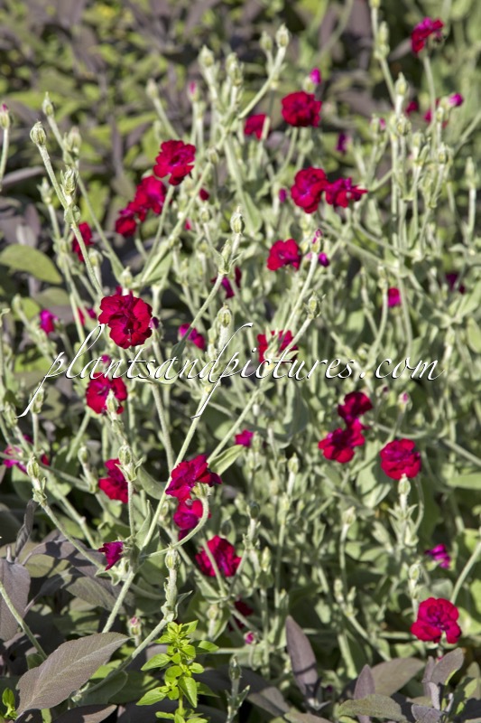 Lychnis coronaria ‘Gardeners World’