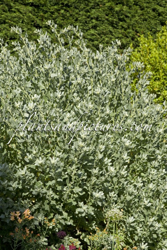 Atriplex canescens