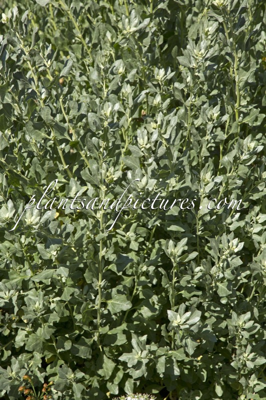Atriplex canescens