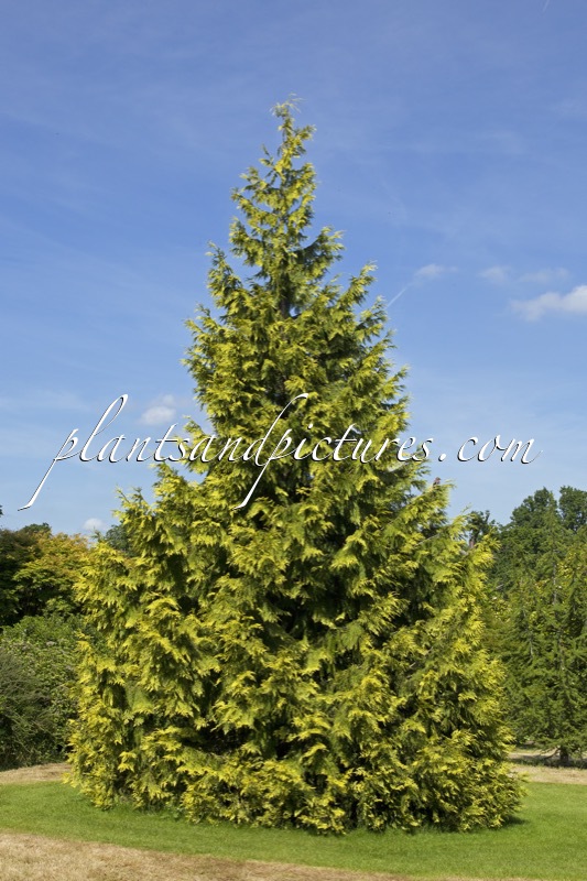 Thuja plicata ‘Irish Gold’