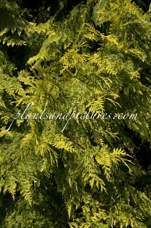 Thuja plicata ‘Irish Gold’