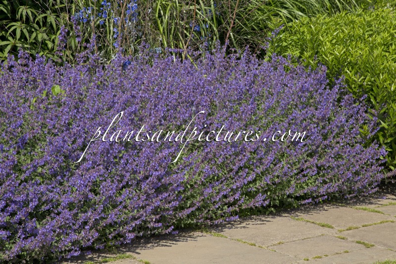 Nepeta ‘Walker’s Low’