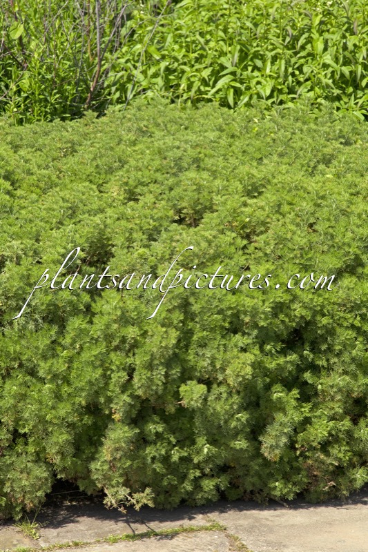 Artemisia abrotanum