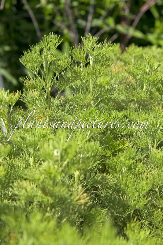 Artemisia abrotanum