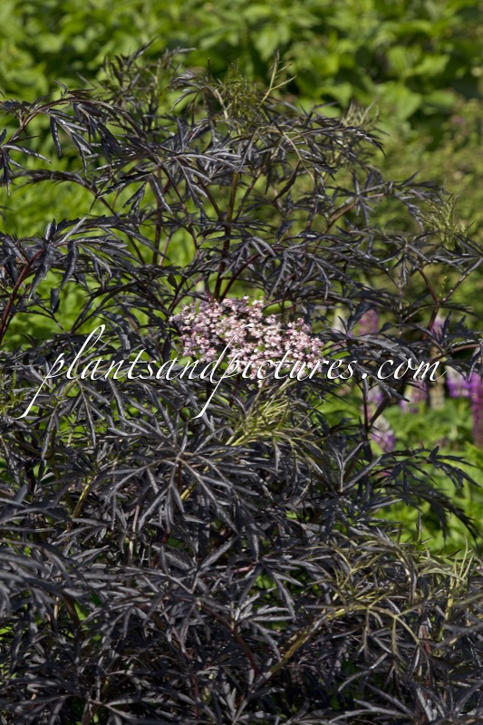 Sambucus nigra ‘Eva’ (BLACK LACE)