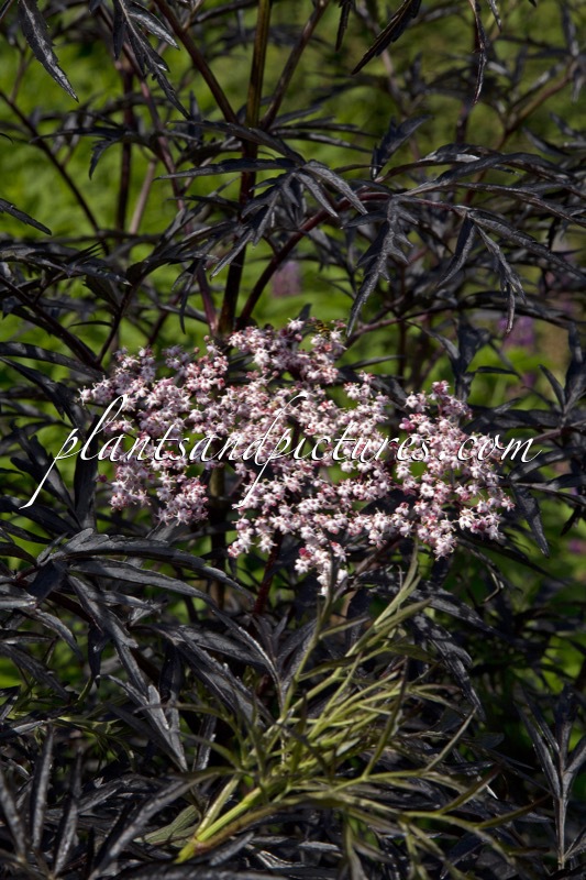 Sambucus nigra ‘Eva’ (BLACK LACE)