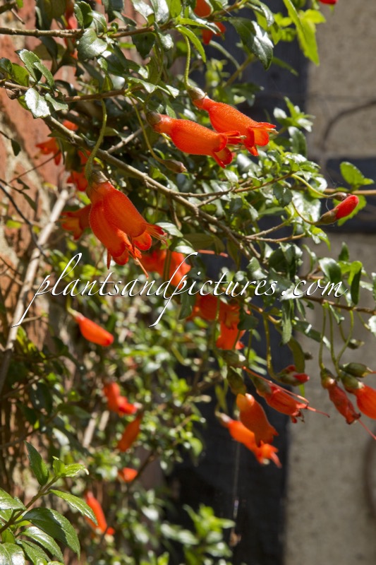 Mitraria coccinea ‘Lake Puyehue’