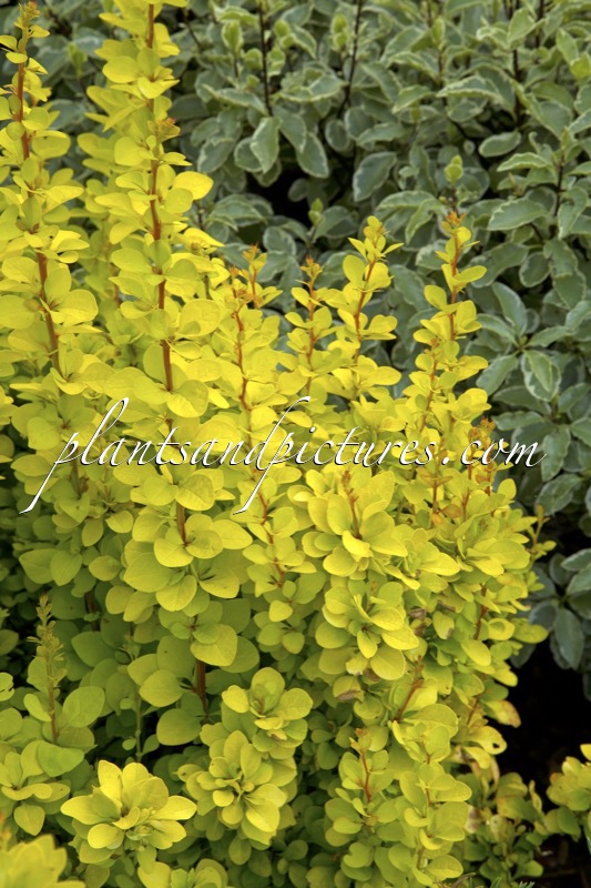 Berberis thunbergii ‘Golden Torch’