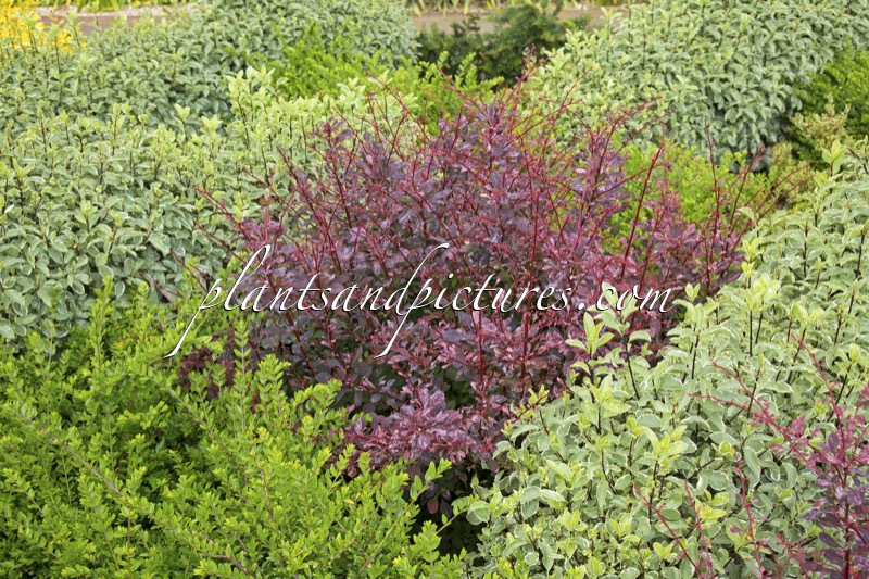 Berberis thunbergii ‘Rose Glow’