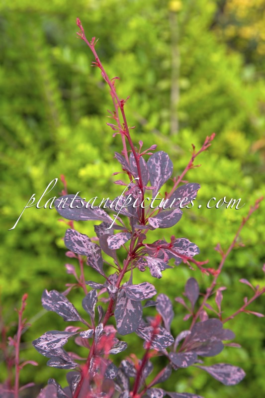 Berberis thunbergii ‘Rose Glow’