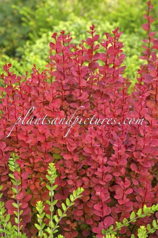Berberis thunbergii ‘Orange Rocket’