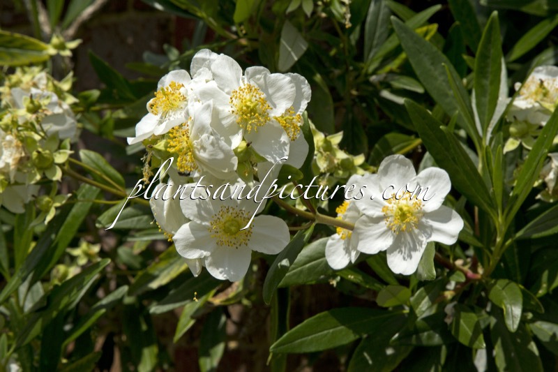 Carpenteria californica ‘Elizabeth’