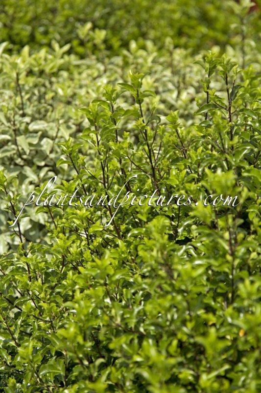 Pittosporum ‘Arundel Green’