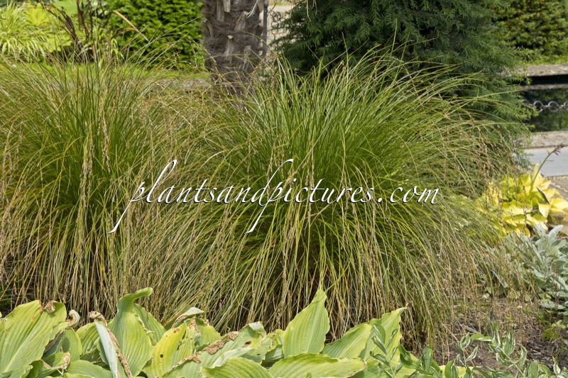 Carex secta