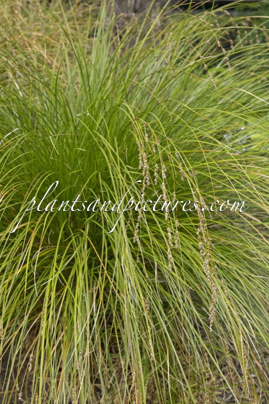 Carex secta