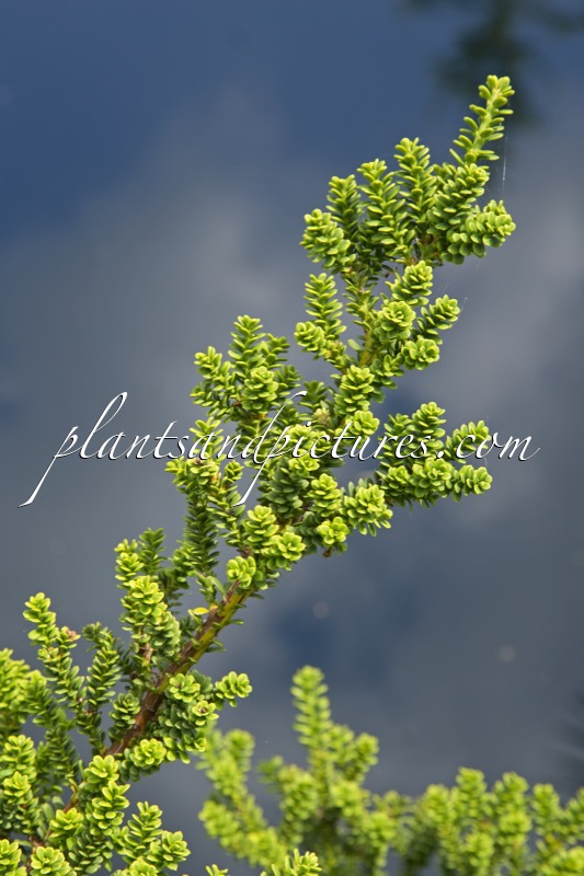 Taxus baccata ‘Amersfoort’