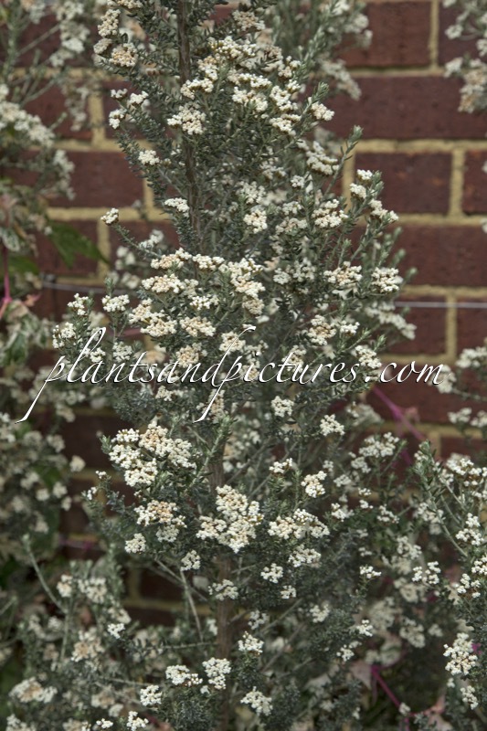 Ozothamnus ‘Threave Seedling’