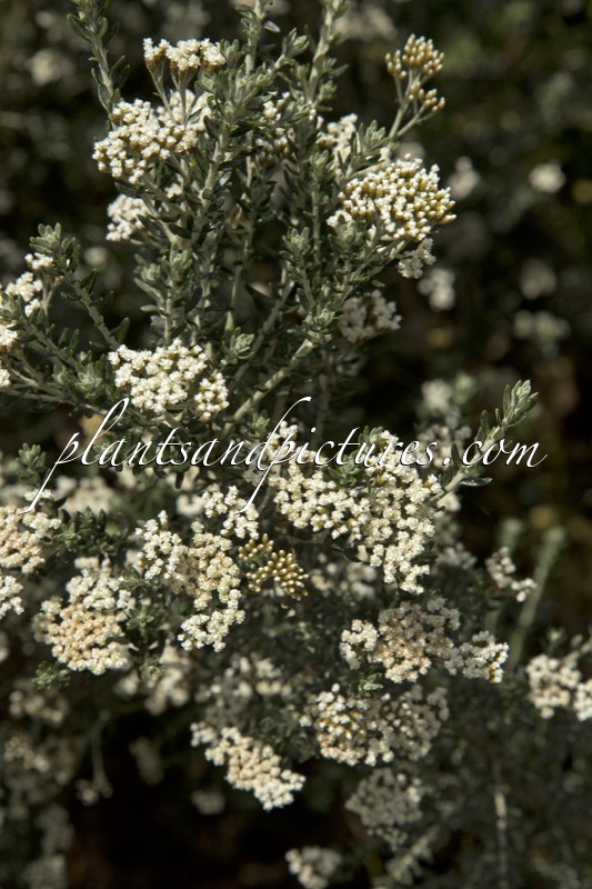 Ozothamnus ‘Threave Seedling’