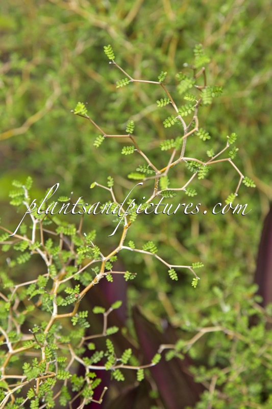 Sophora ‘Little Baby’