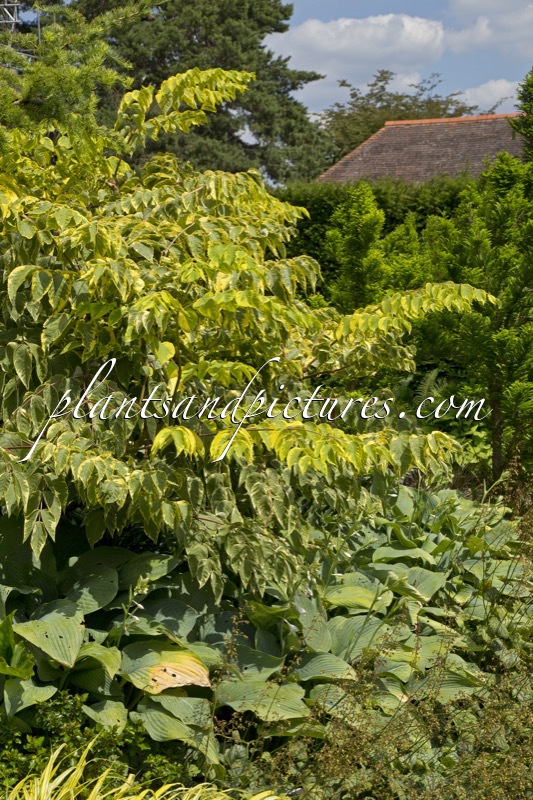 Aralia elata ‘Aureovariegata’