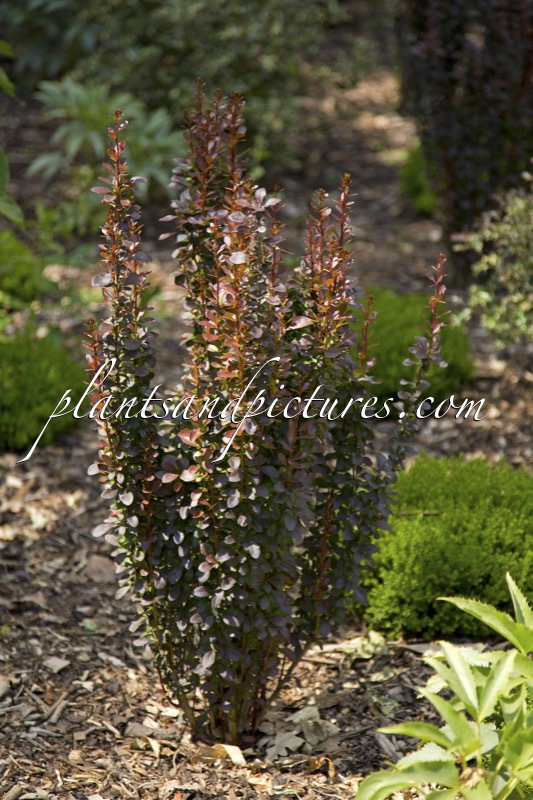 Berberis thunbergii ‘Helmond Pillar’