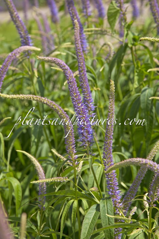 Veronicastrum virginicum ‘Temptation’