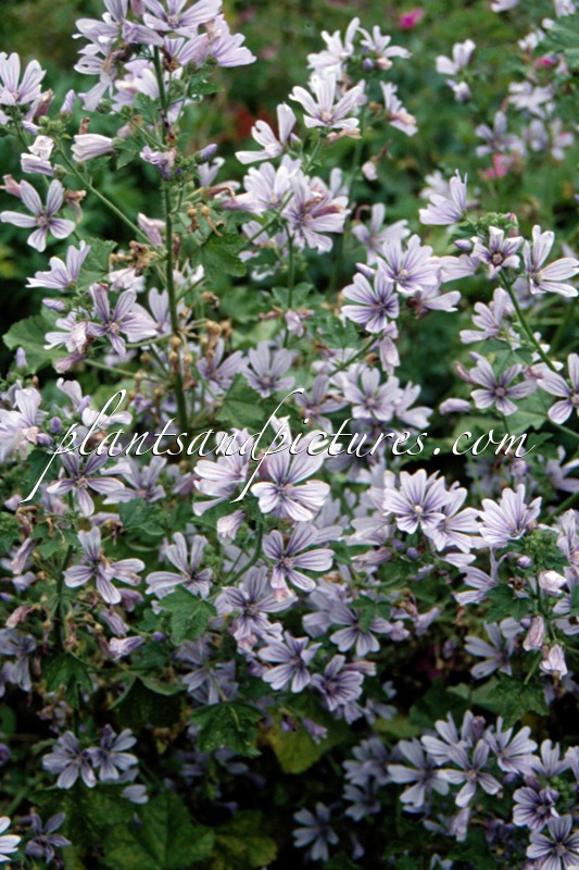 Malva sylvestris ‘Dema’ (MARINA)