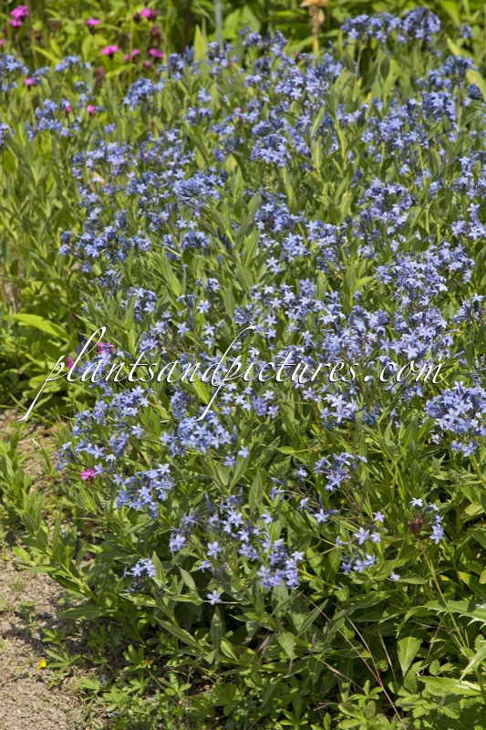 Amsonia tabernaemontana
