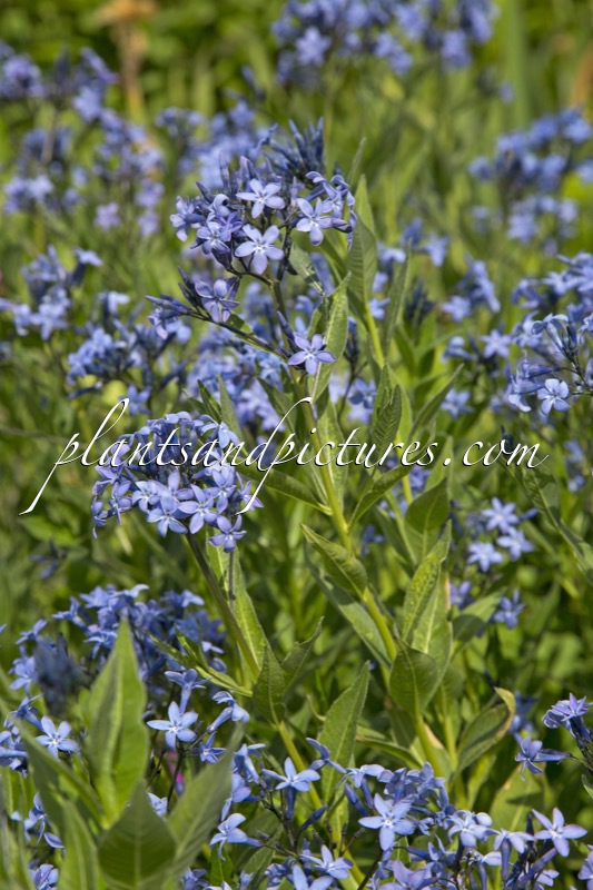 Amsonia tabernaemontana