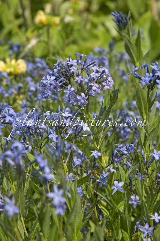 Amsonia tabernaemontana