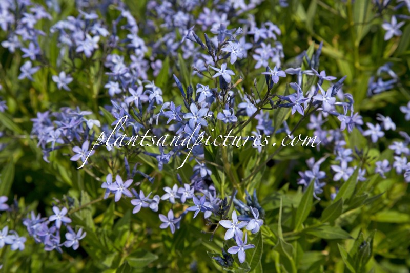 Amsonia tabernaemontana