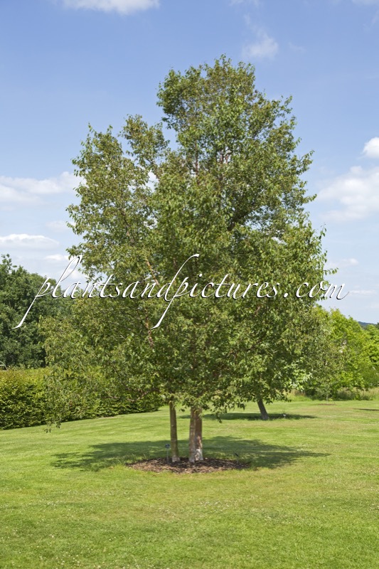 Betula albosinensis