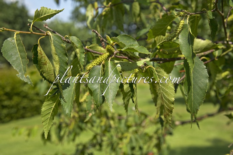 Betula albosinensis