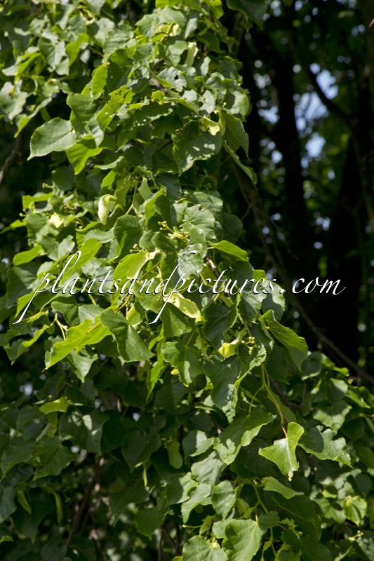 Tilia chinensis
