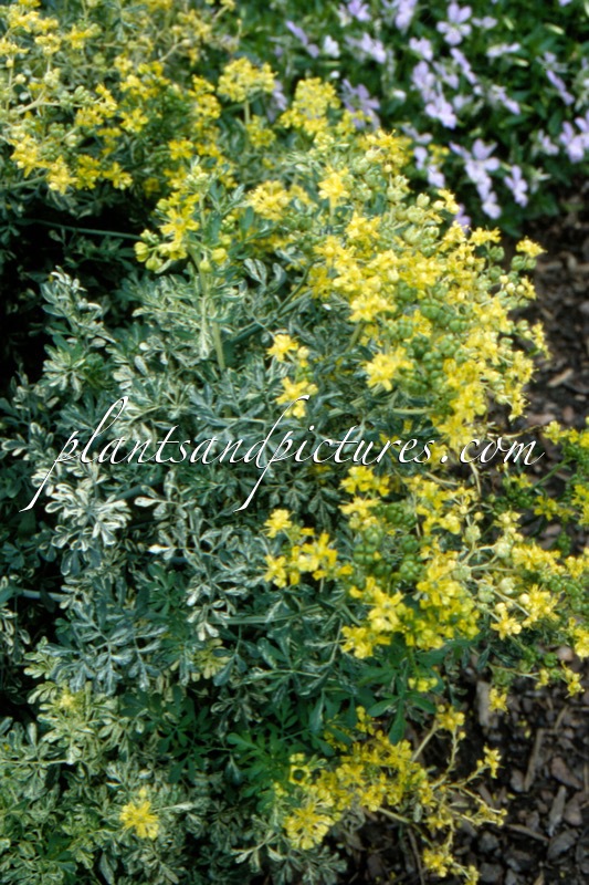 Ruta graveolens ‘Variegata’