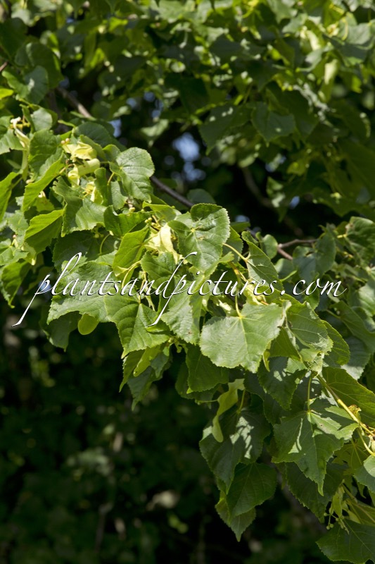 Tilia chinensis