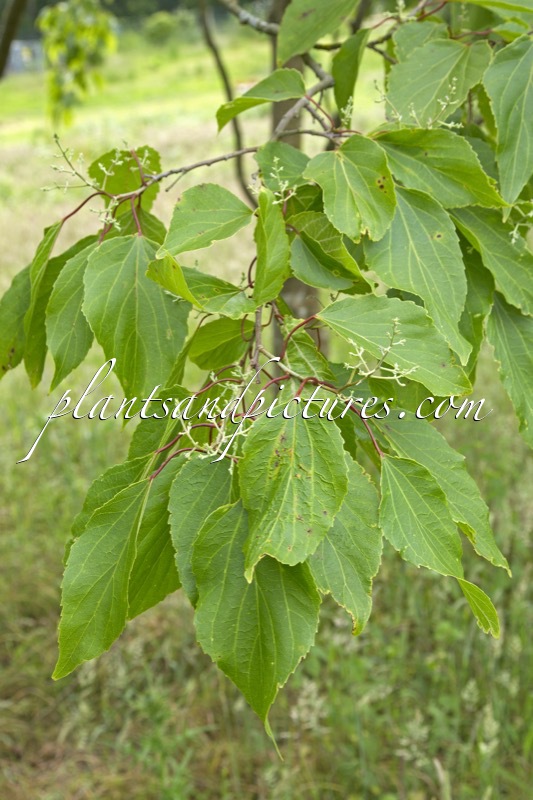 Poliothyrsis sinensis