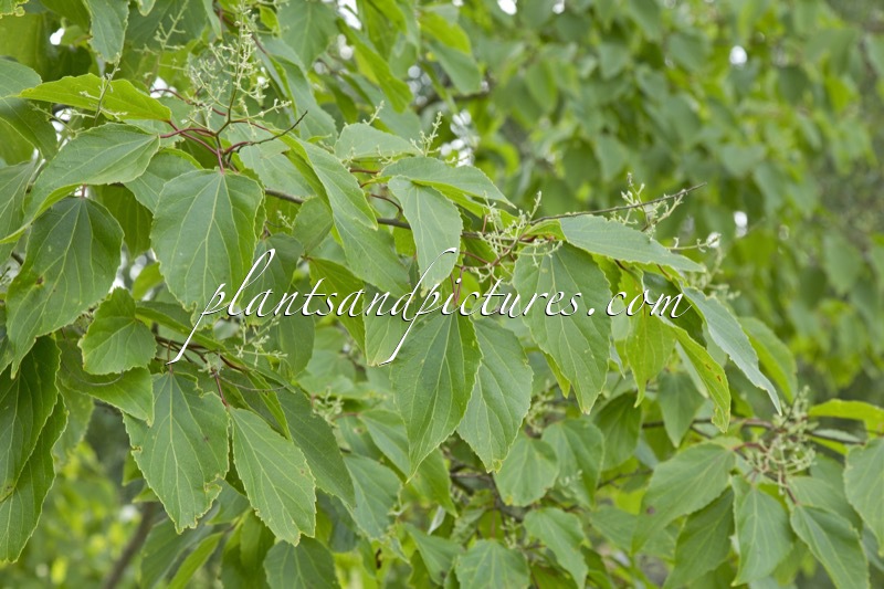 Poliothyrsis sinensis