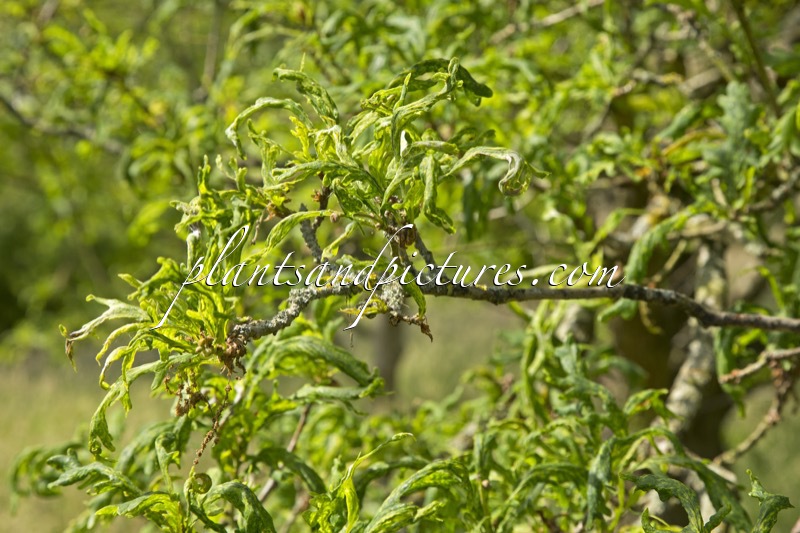 Quercus petraea ‘Laciniata Crispa’