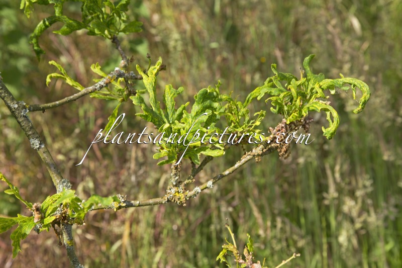Quercus petraea ‘Laciniata Crispa’